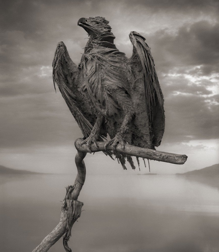 메두사 호수(탄자니아 나트론 호수)